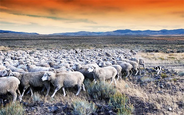 A flock of sheep led by a sheepdog.