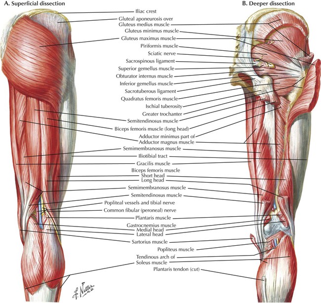 hip muscles