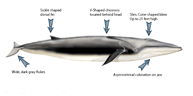 Fin Whale Specification | Discover The Spectacular Fin Whale: Witness ...