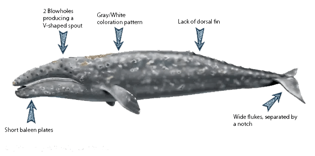 Gray Whale Specification: Ultimate Gray Whale Watching In Mexico With ...