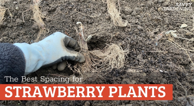 The best strawberry plant spacing for home gardeners