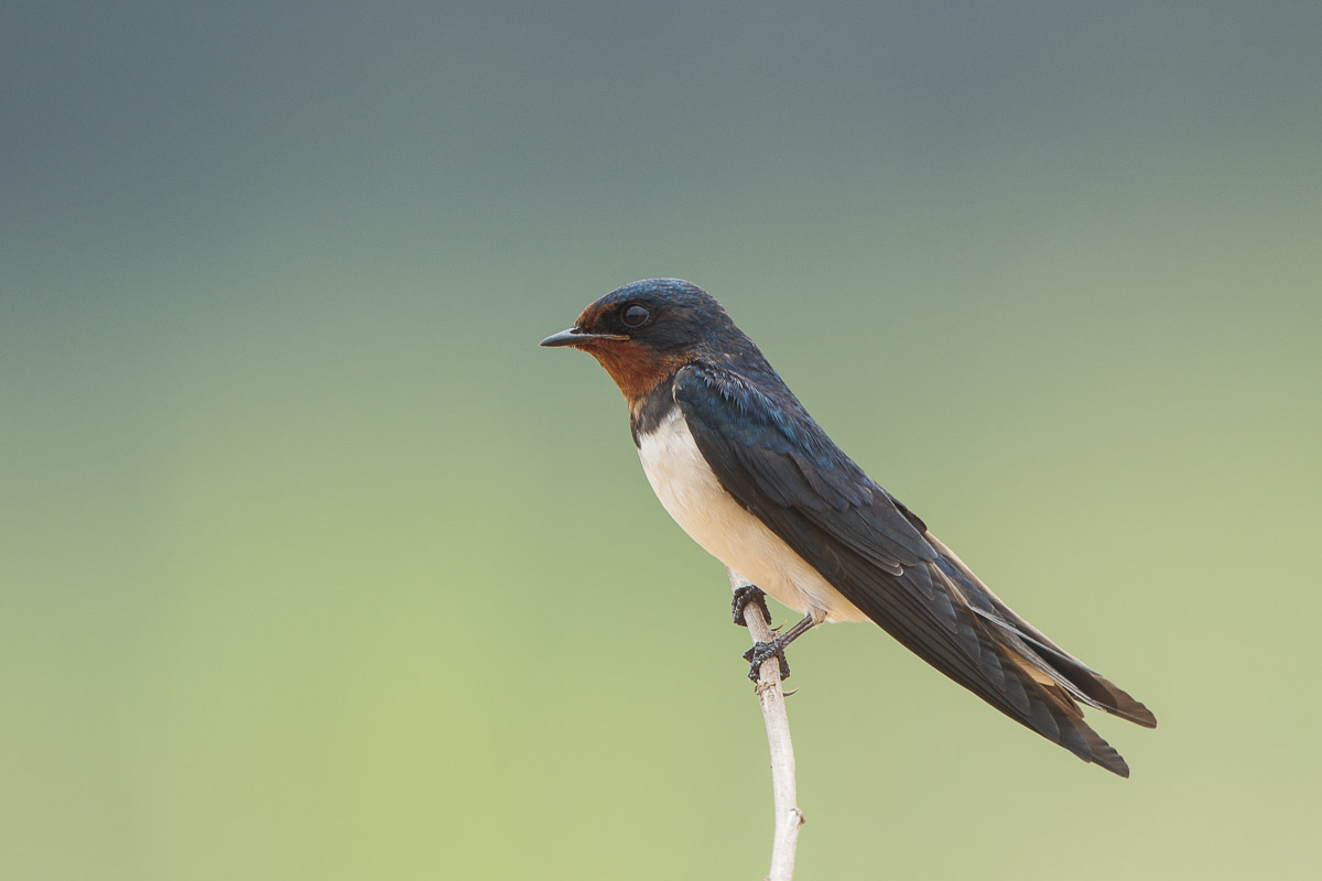 Rufous Barn Swallows in Singapore?