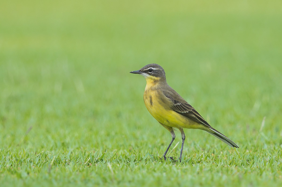 Subspecies identification of Eastern Yellow Wagtail in Singapore