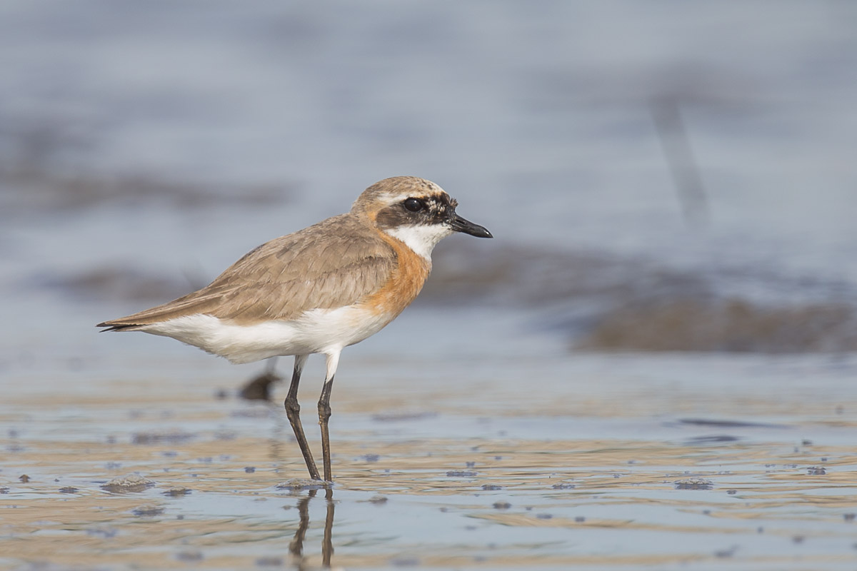 Sand plovers in Singapore: two species or three?