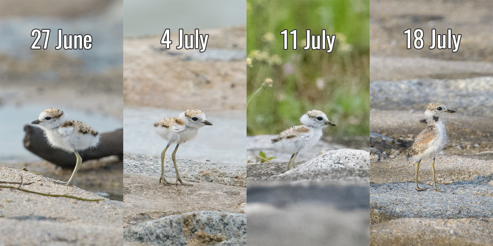 Nesting Malaysian Plovers