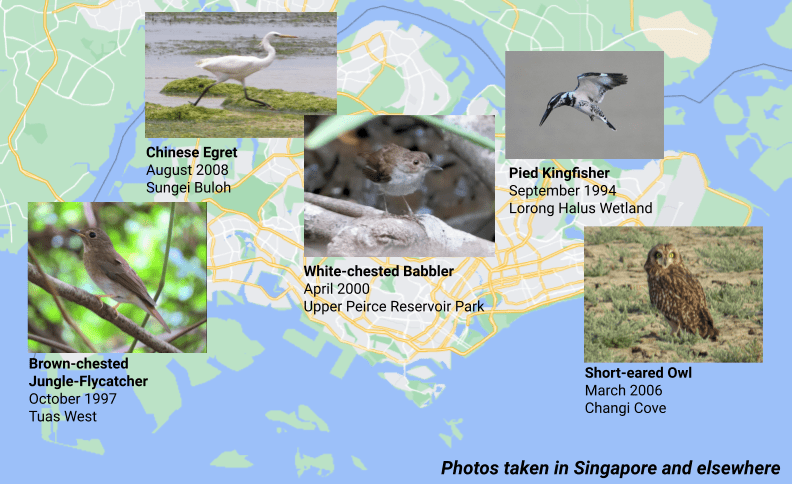 Singapore Avifauna records on eBird