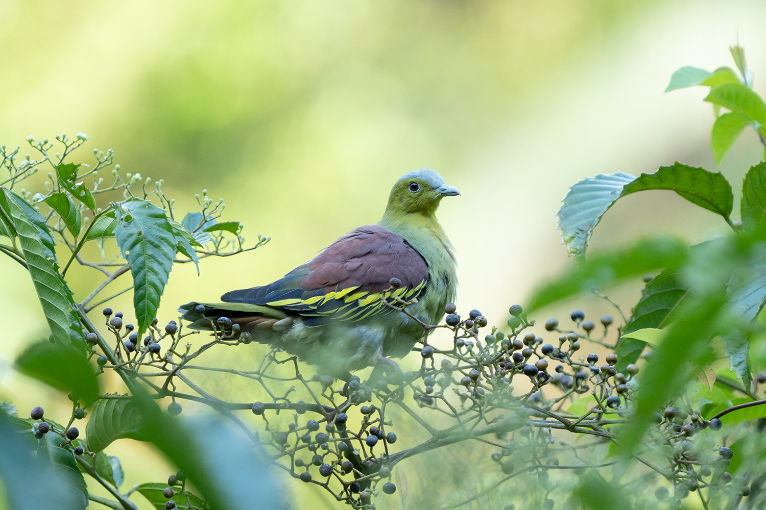 First occurrence of an Ashy-headed Green Pigeon in Singapore