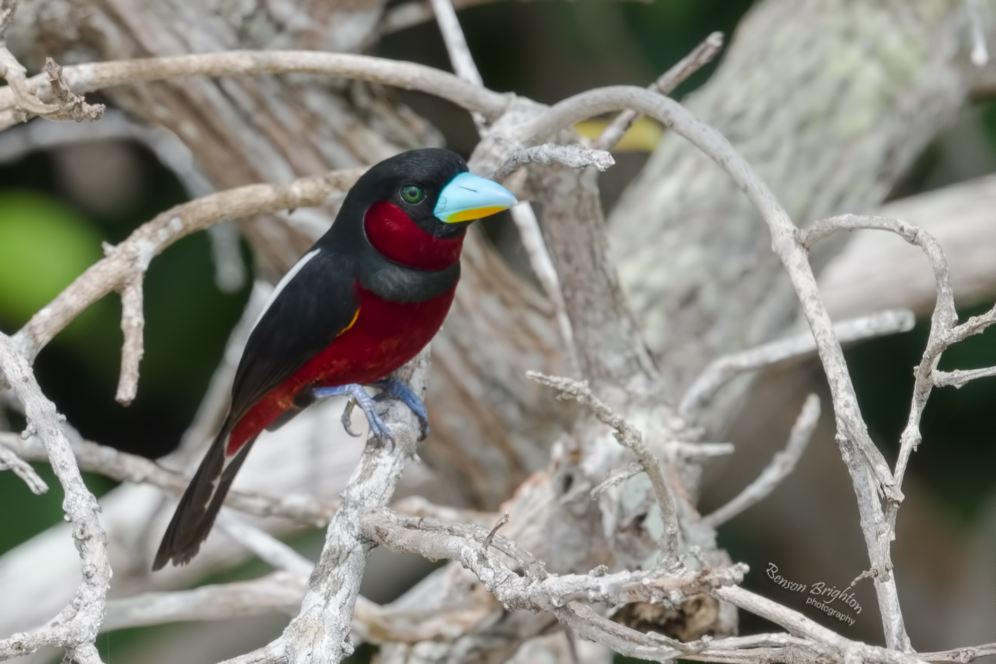 Broadbills in Singapore