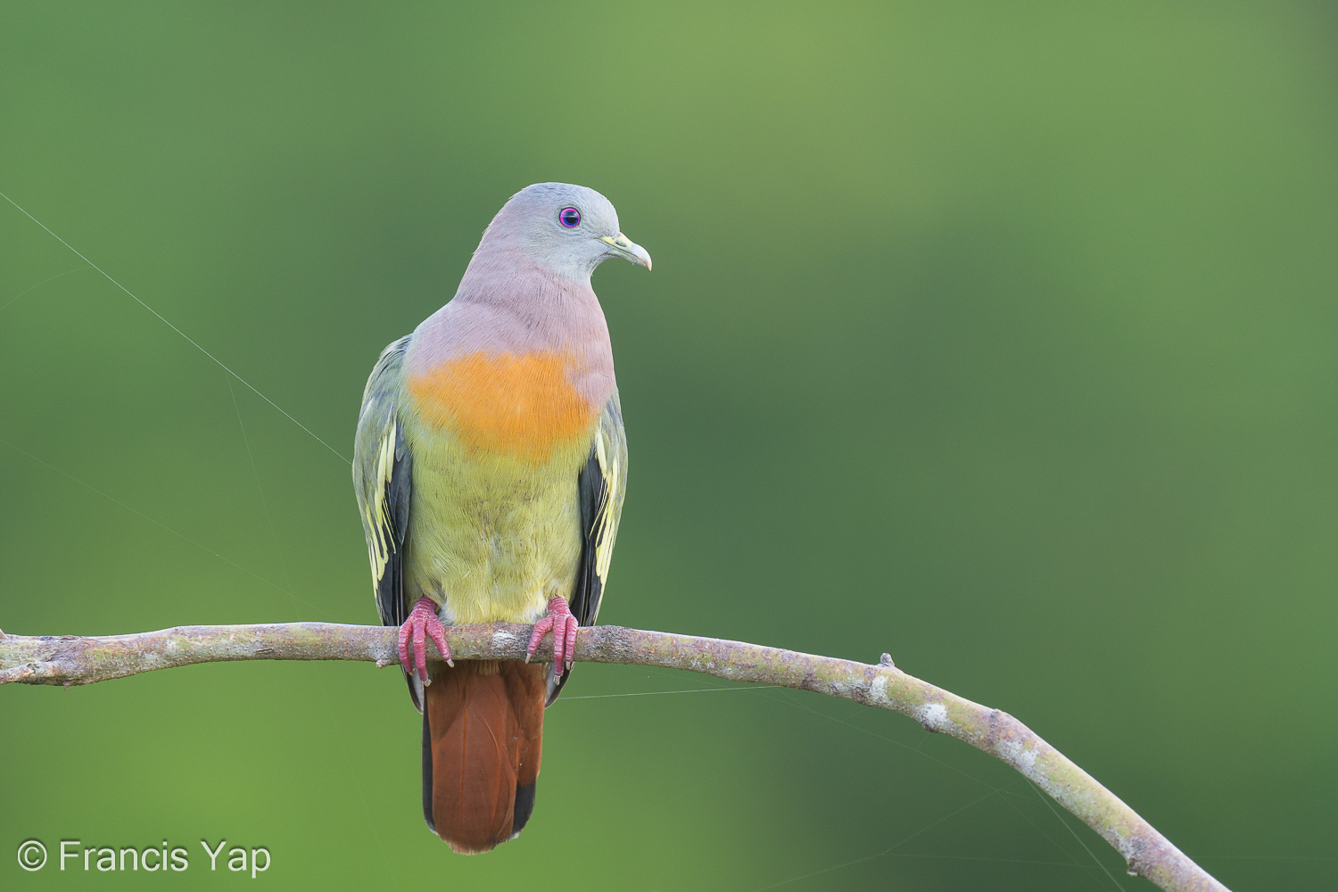 Top 10 most observed birds in Singapore and the region