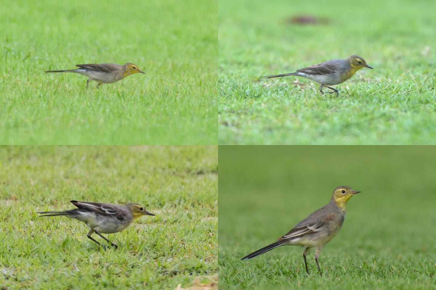 Three months in the life of a Citrine Wagtail in Singapore