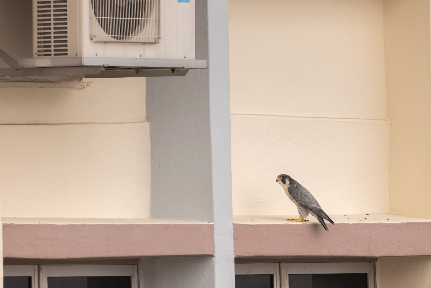 Right in Town: The CBD’s nesting ernesti Peregrine Falcons