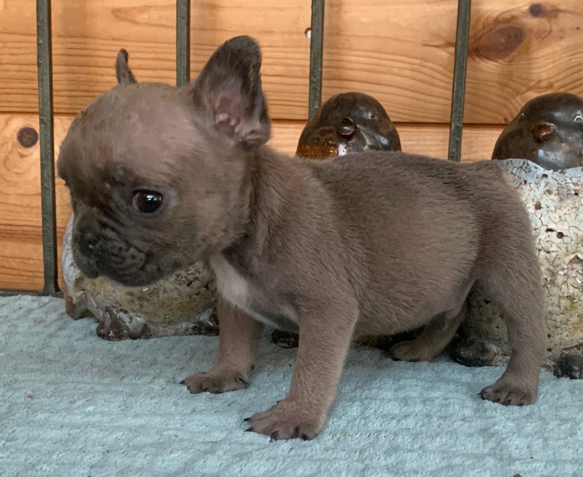 Blue Fawn Male French Bulldog: Wyatt