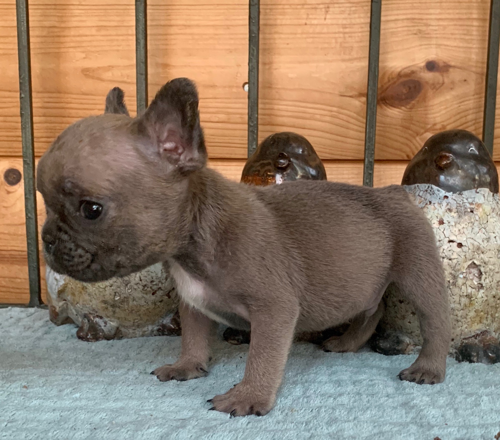 Blue Fawn Male French Bulldog: Wyatt