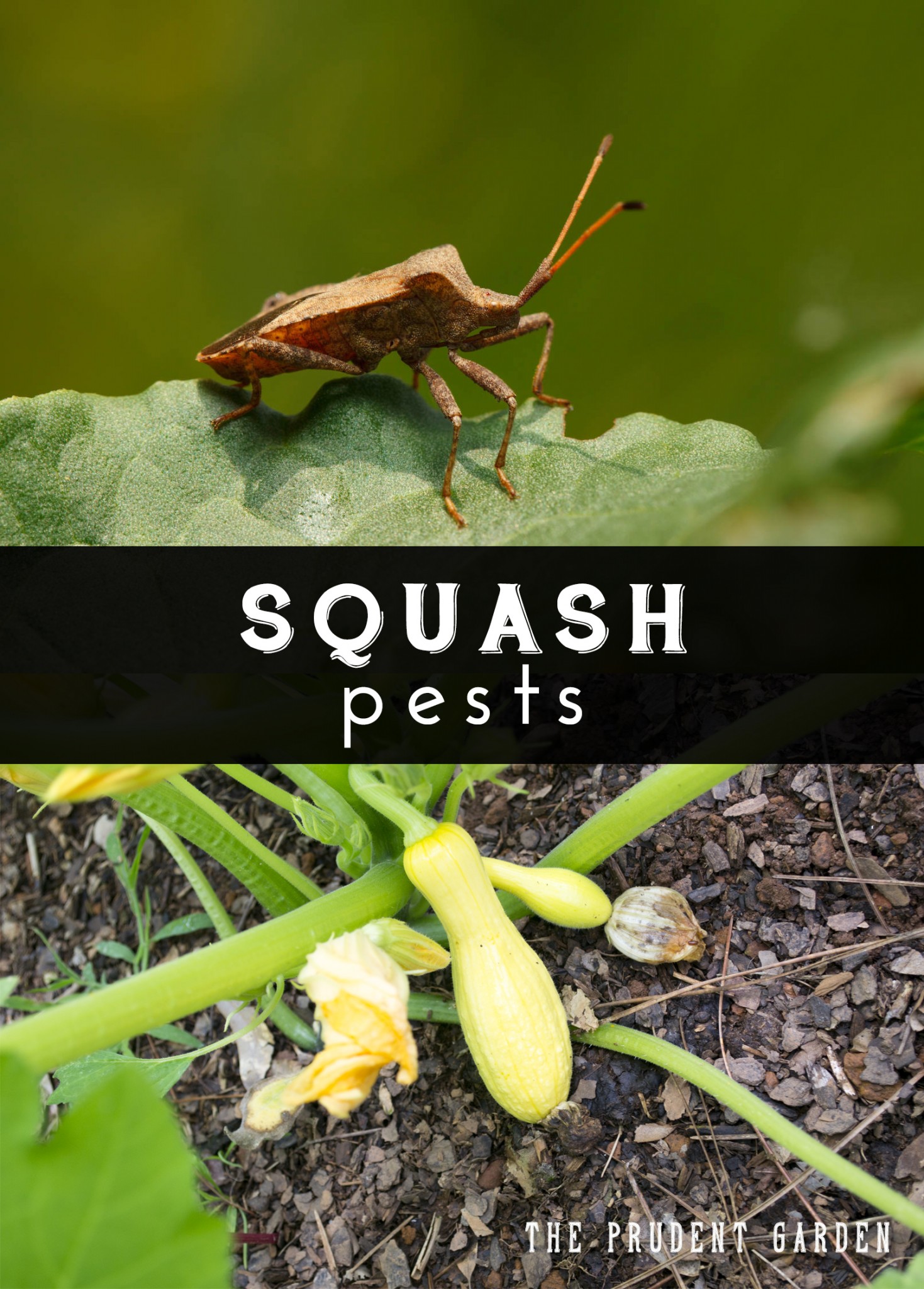 How to Get Rid of Squash Pests