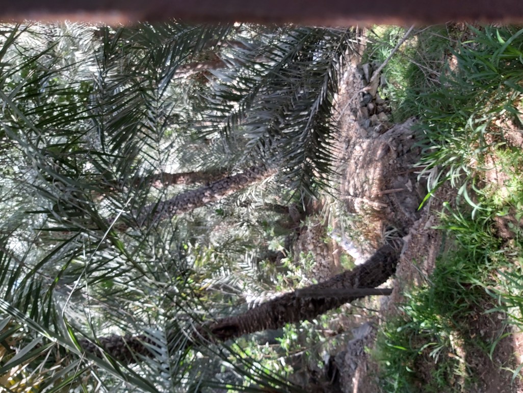 Rare greeery and shade on a family hike in UAE.