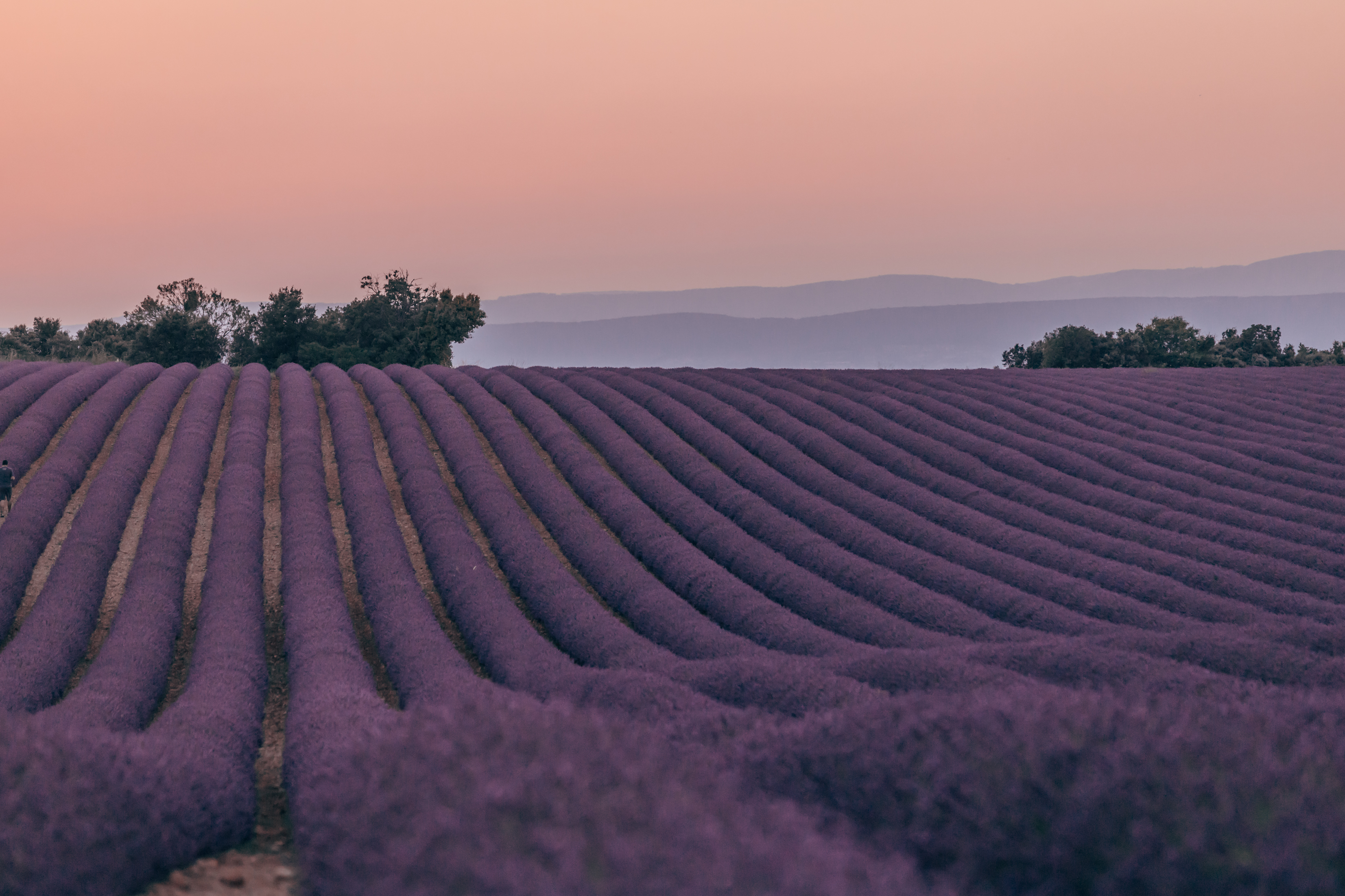 Valensole