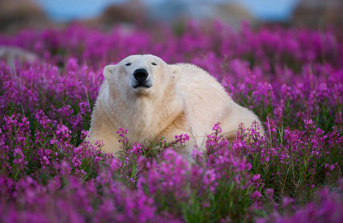 Bear In Purple Flowers Yuko