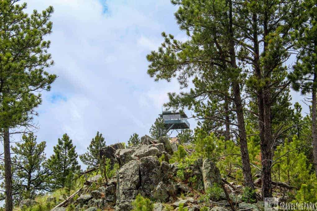 Rankin Ridge Fire Lookout Tower view through the Ponderosa Pine