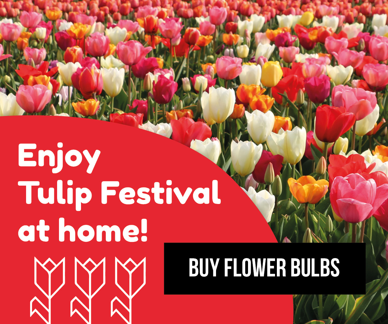 buy tulip bulbs Holland