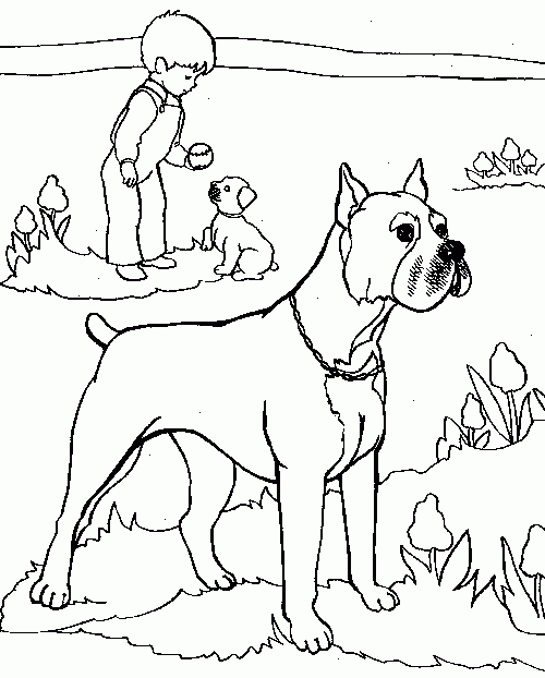 Coloriage chien boxer AncensCP