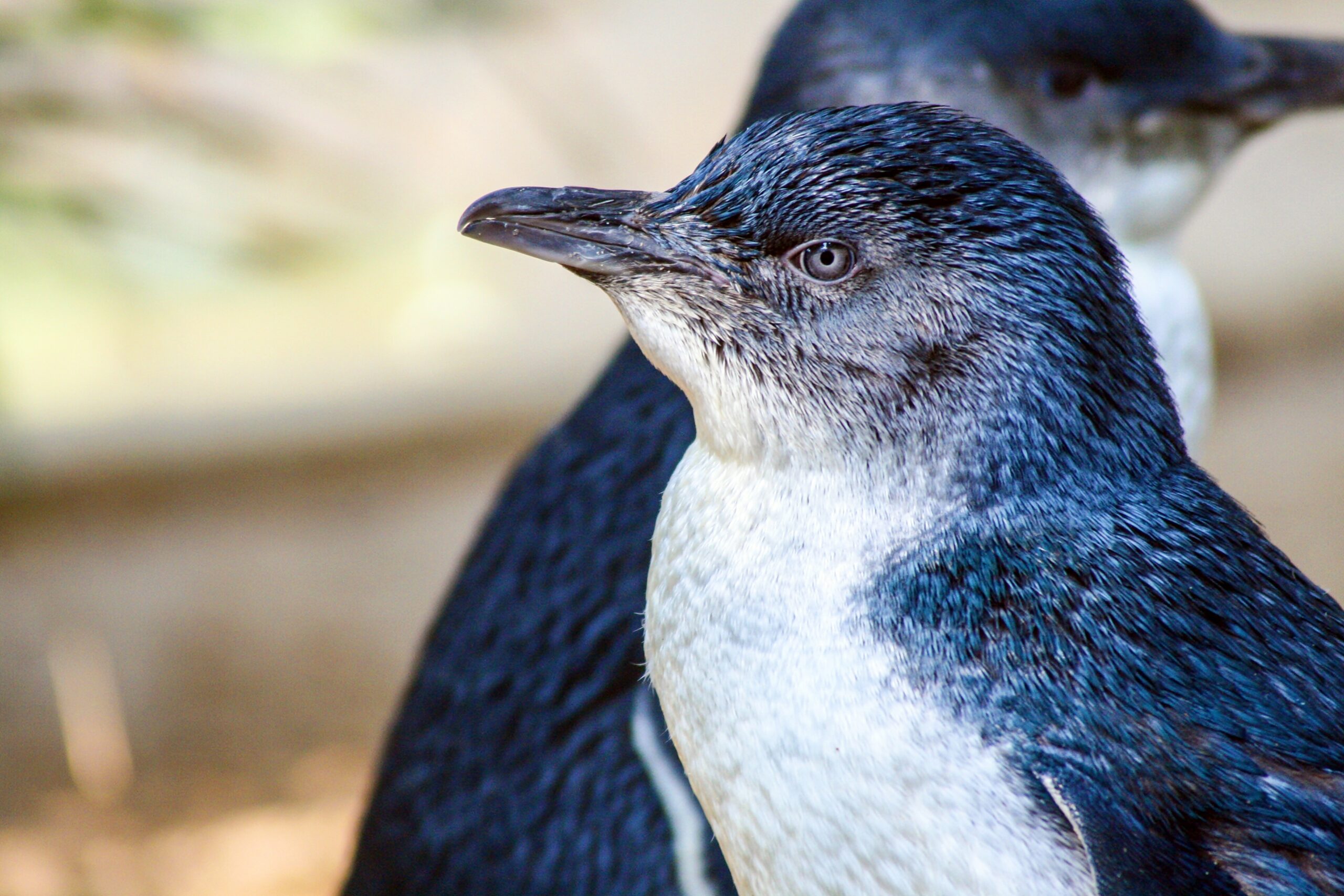 a little penguin