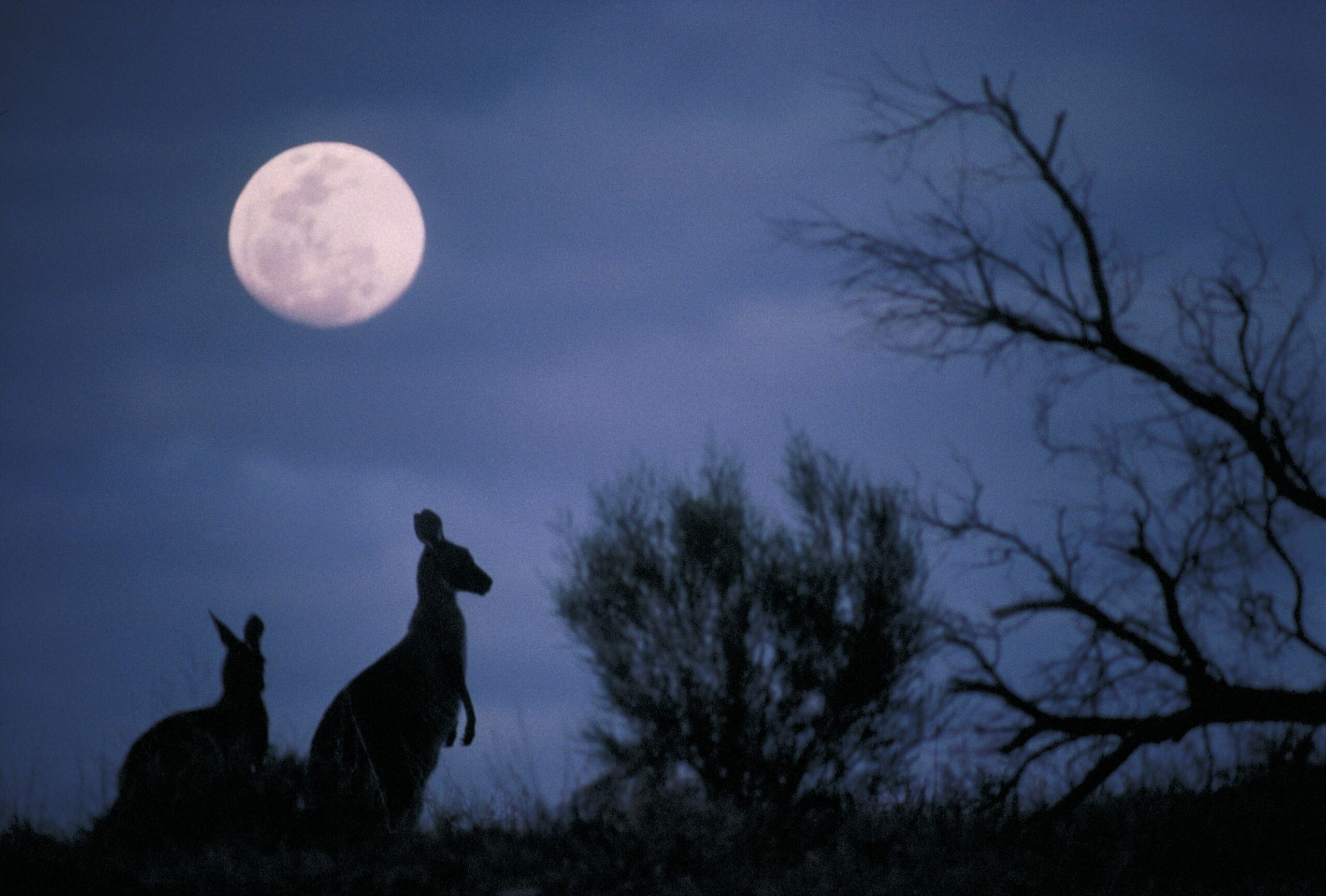 Two kangaroos silhouetted against the evening sky and moonrise