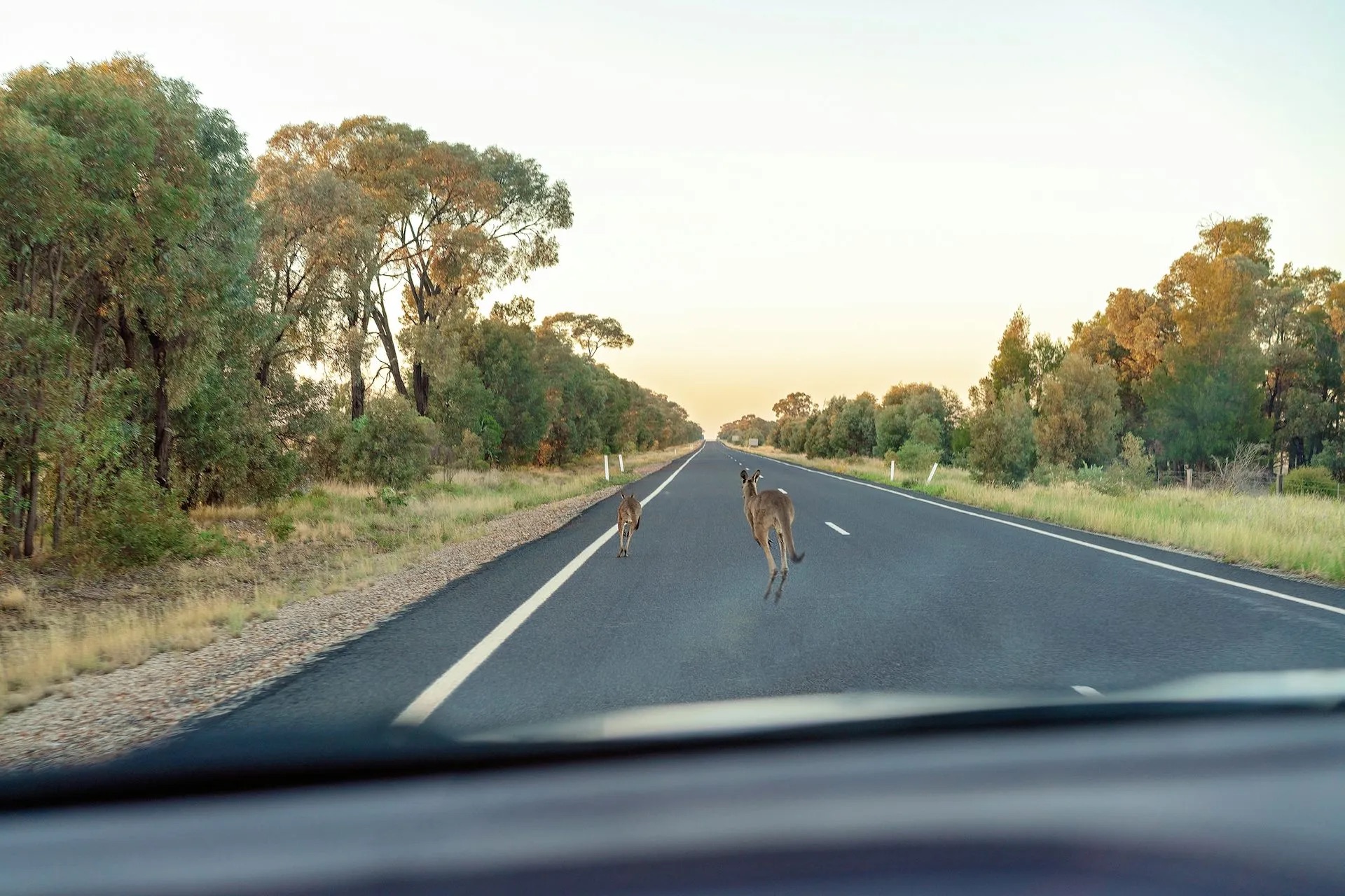 Kangaroos jumping on road in front of a car