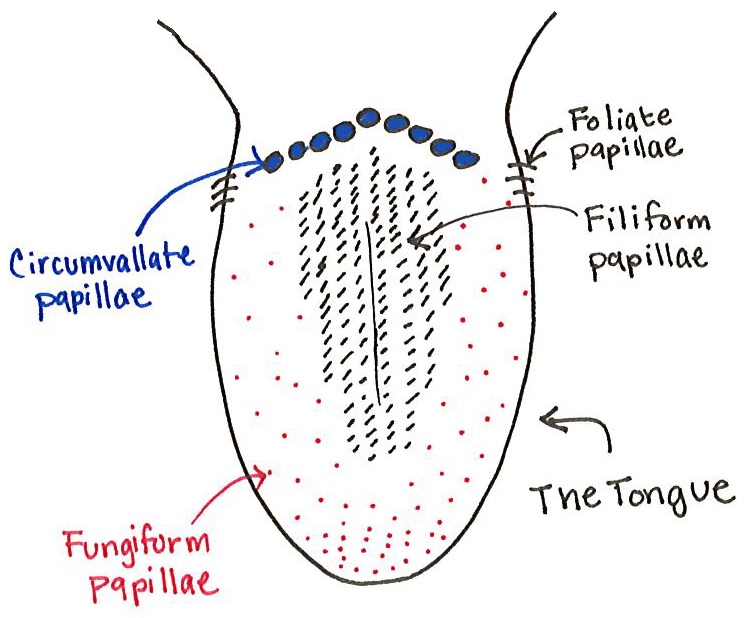 Diagram Of The Tongue Structure - vrogue.co