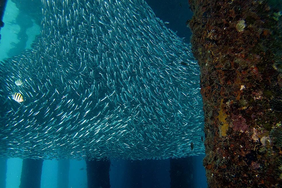 Anchovies at Salang Jetty