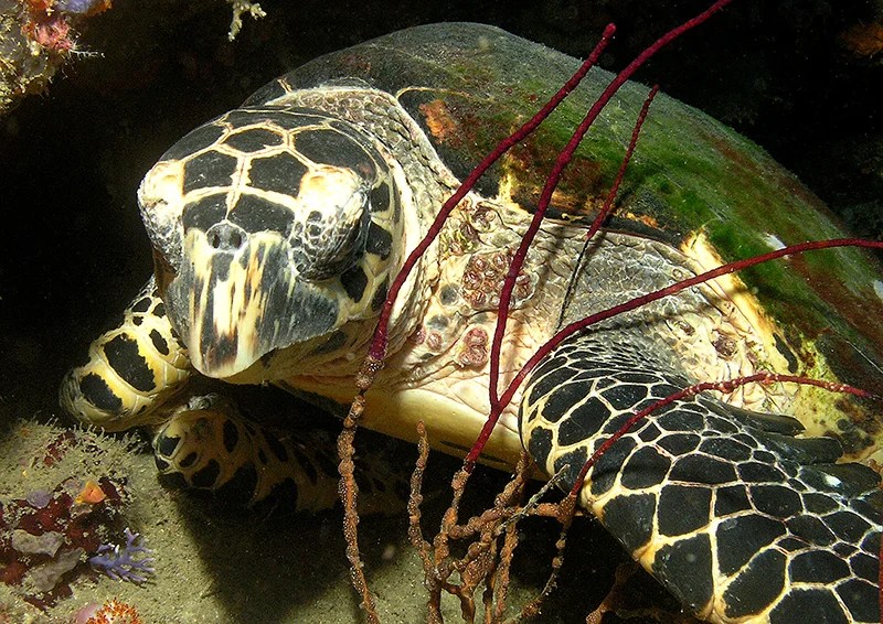 Turtle on house reef