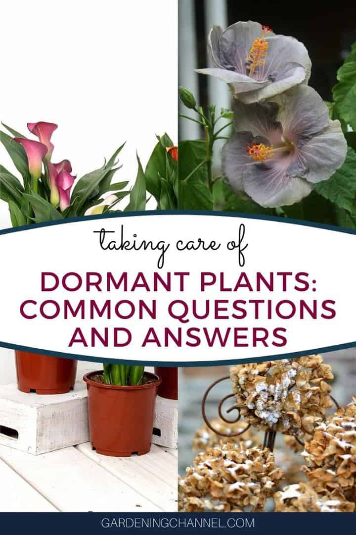 calla dormant plant hibiscus with text overlay taking care of dormant plants common questions and answers