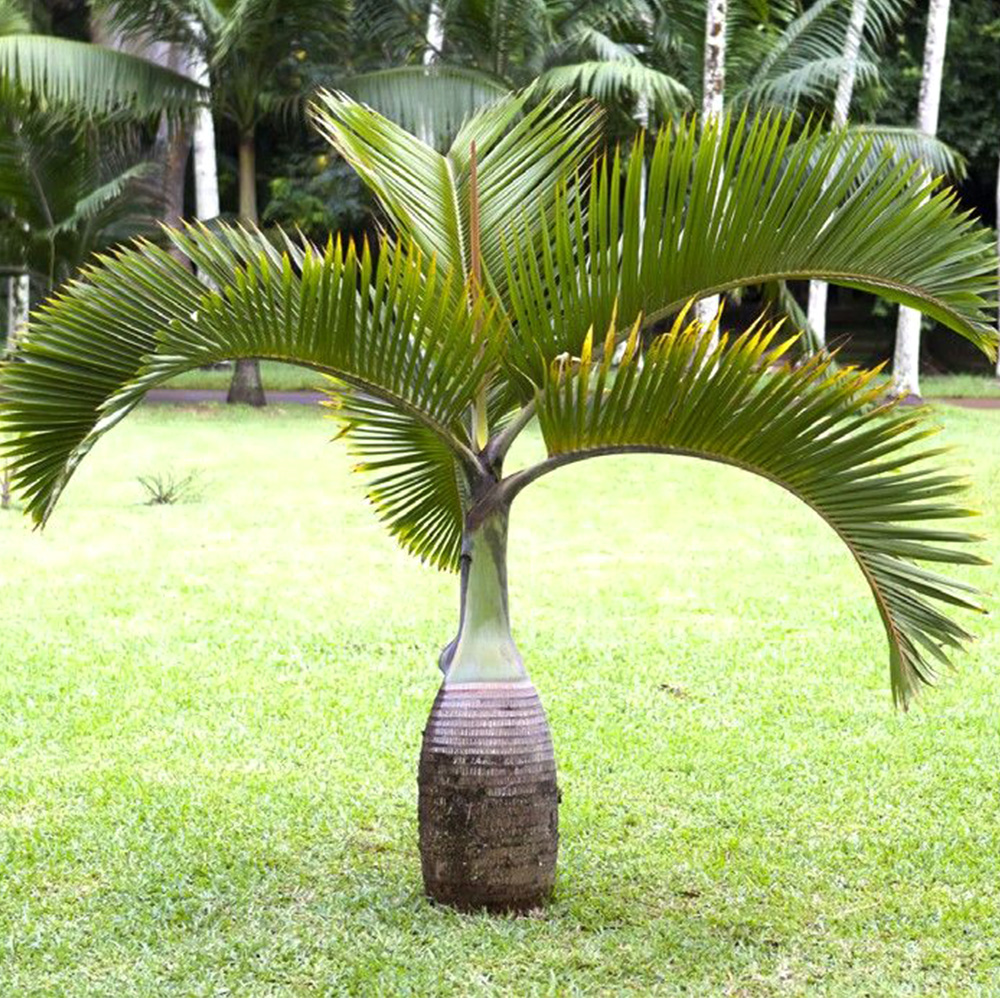 bottle-palm greensouq