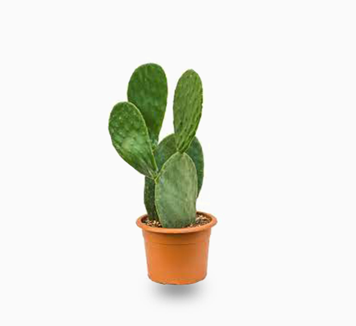 Opuntia ficus indica “Barbary or Indian Fig” 35-55cm