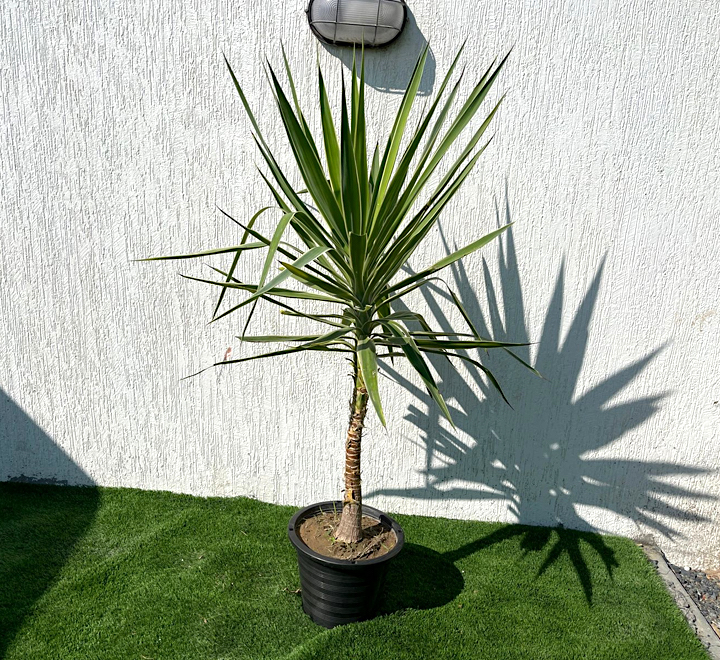 Yucca elephantipes variegata or Variegated Spineless Yucca