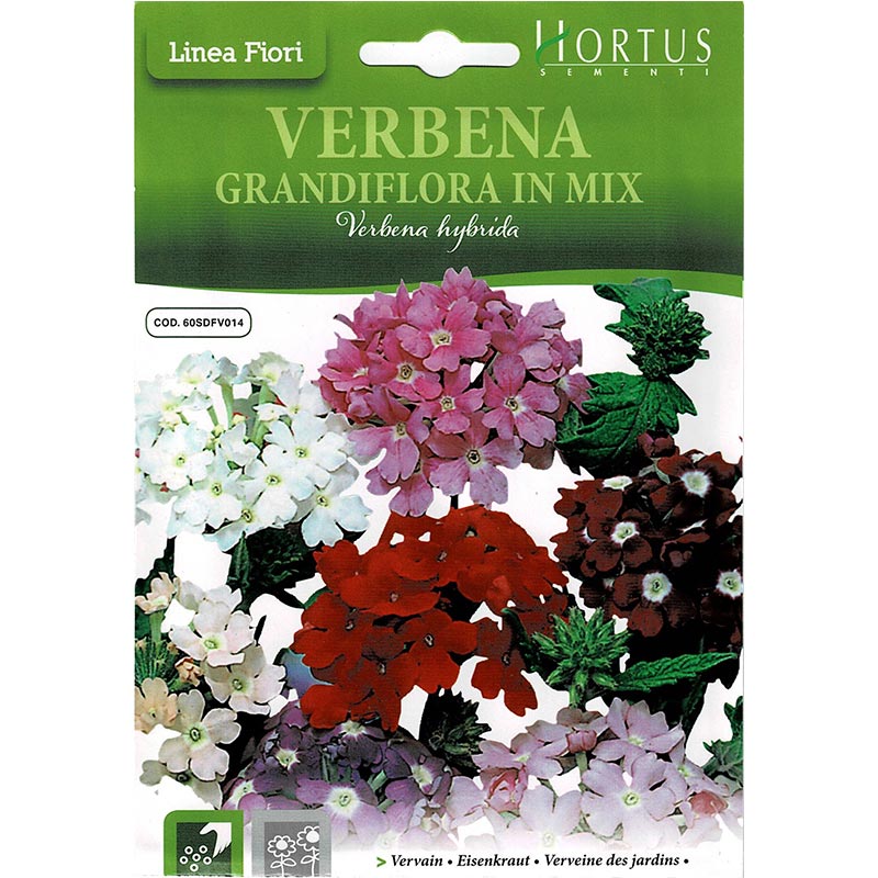 Vervain Mix "Verbena Grandiflora In Mix" Premium Quality Seeds by Hortus Green Souq