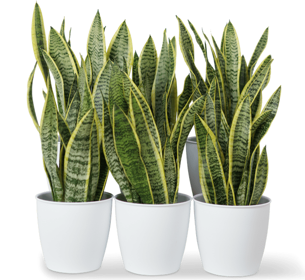 Office Sansevieria Set Greensouq