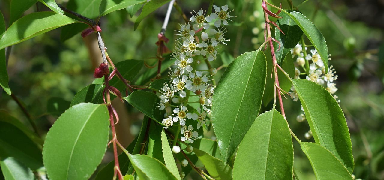 chokecherry flowers and leaves