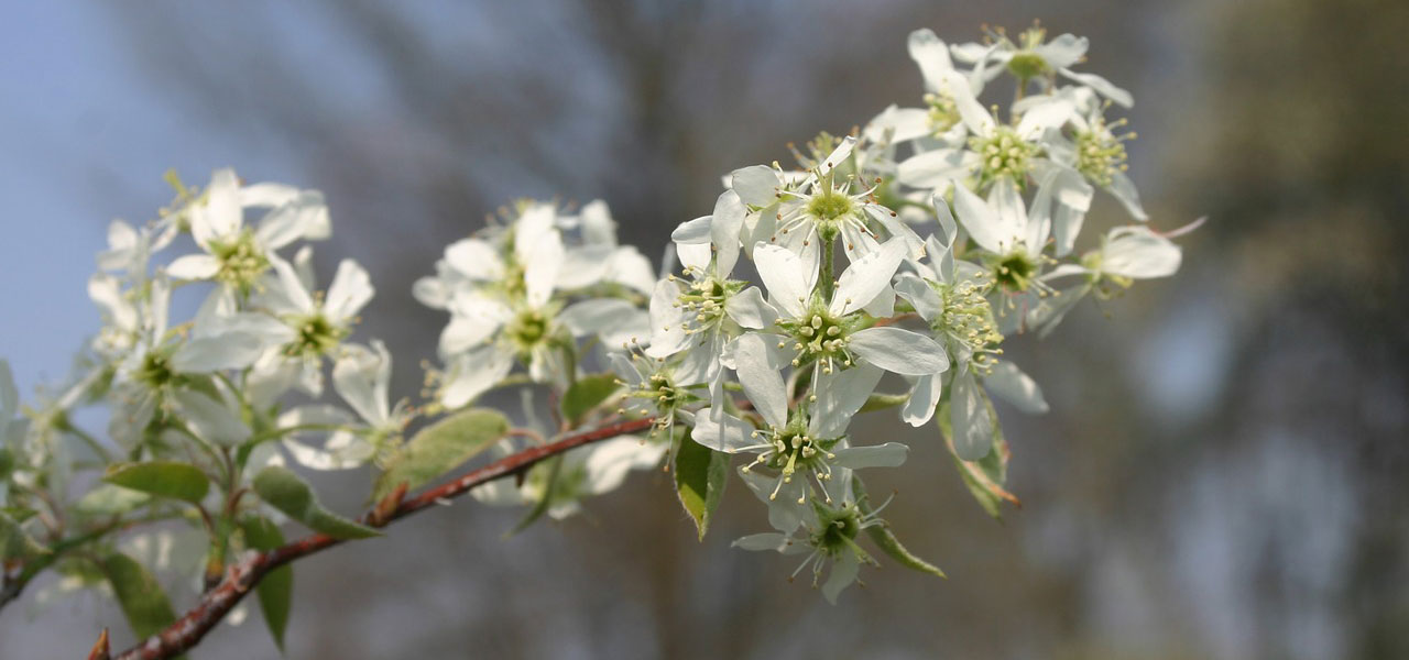 serviceberry flowers