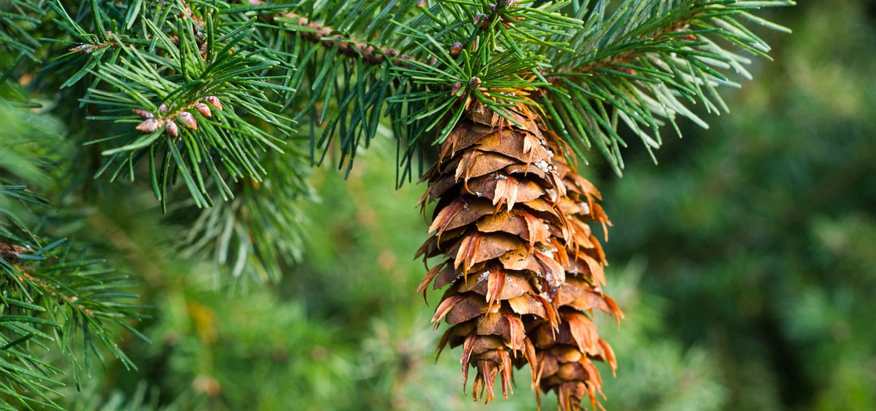 douglas-fir cone