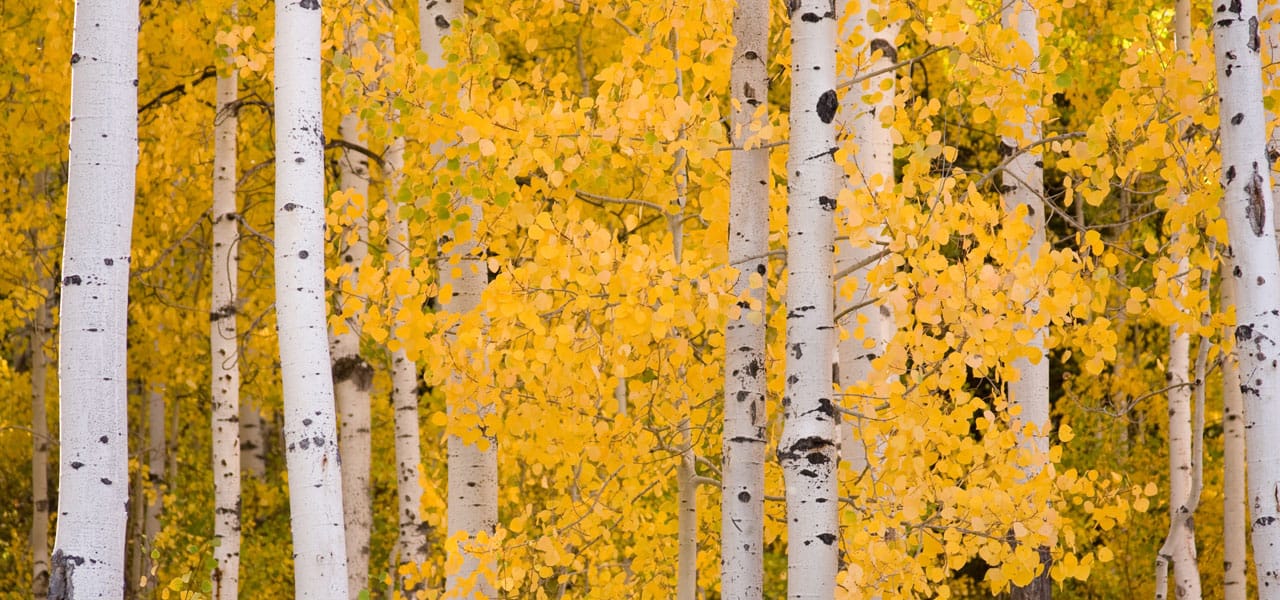 aspen trees in autumn