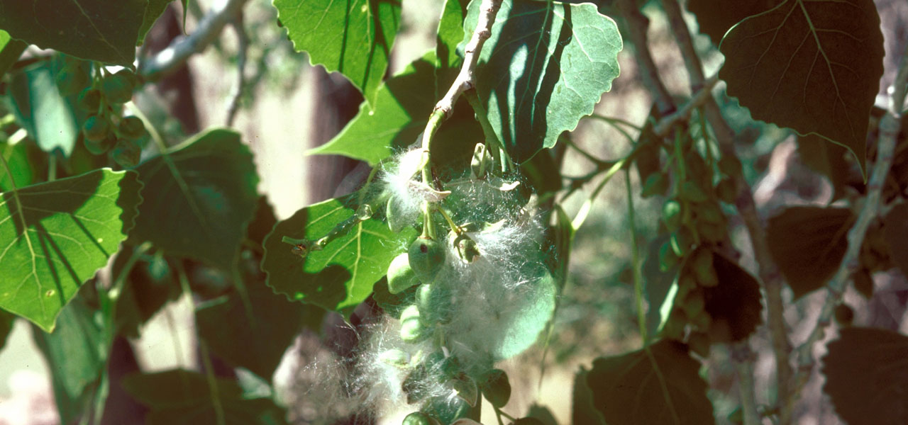 Plains cottonwood leaves and "cotton" seeds