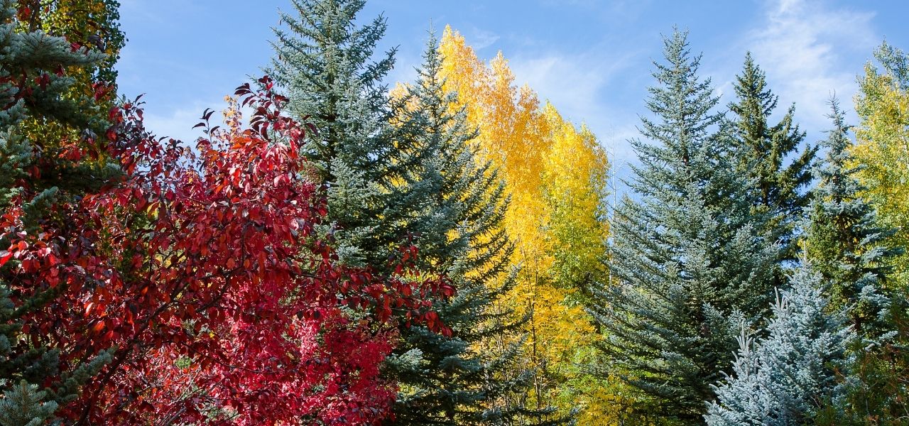 Maple, cottonwood, and Colorado blue spruce trees in fall in Colorado.