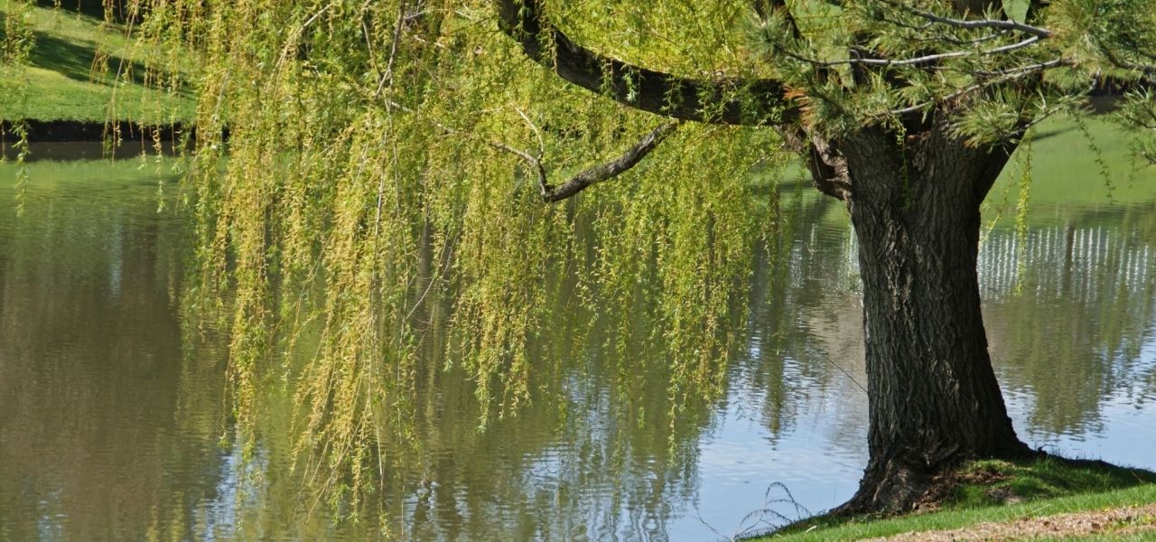 A willow tree leans over a river in Colorado.