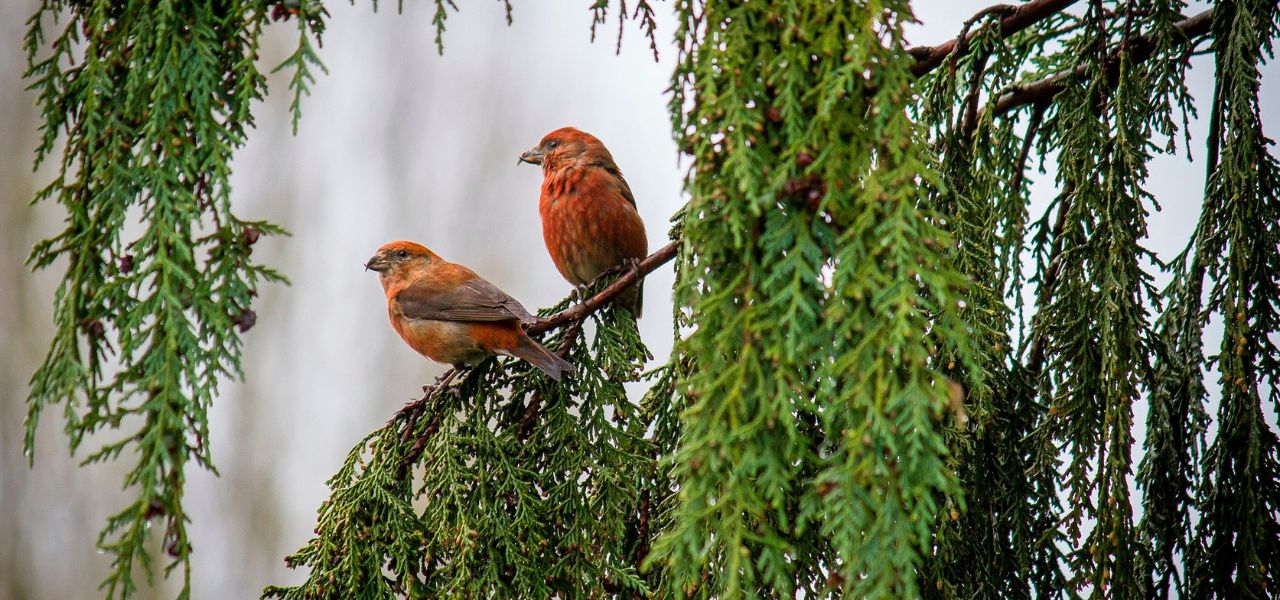 Red crossbills in a cedar tree in the Colorado foothills.