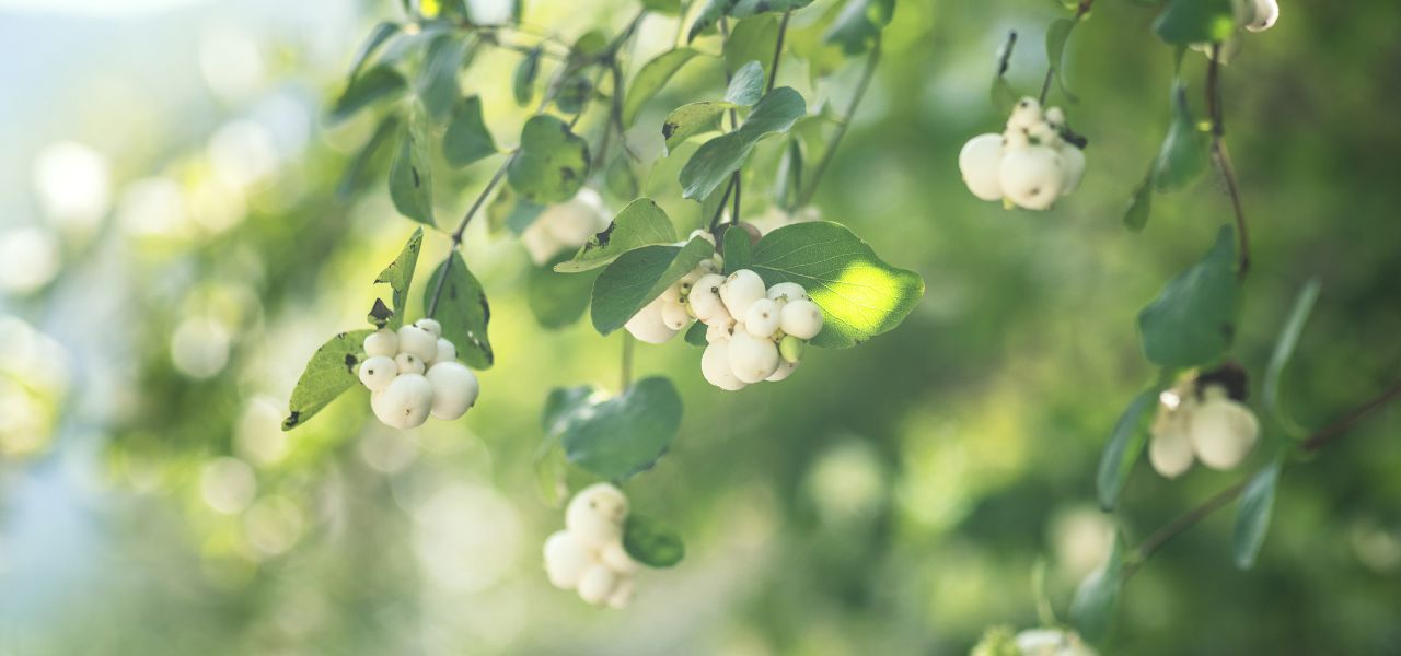 White berries of the common snowberry next to green leaves.