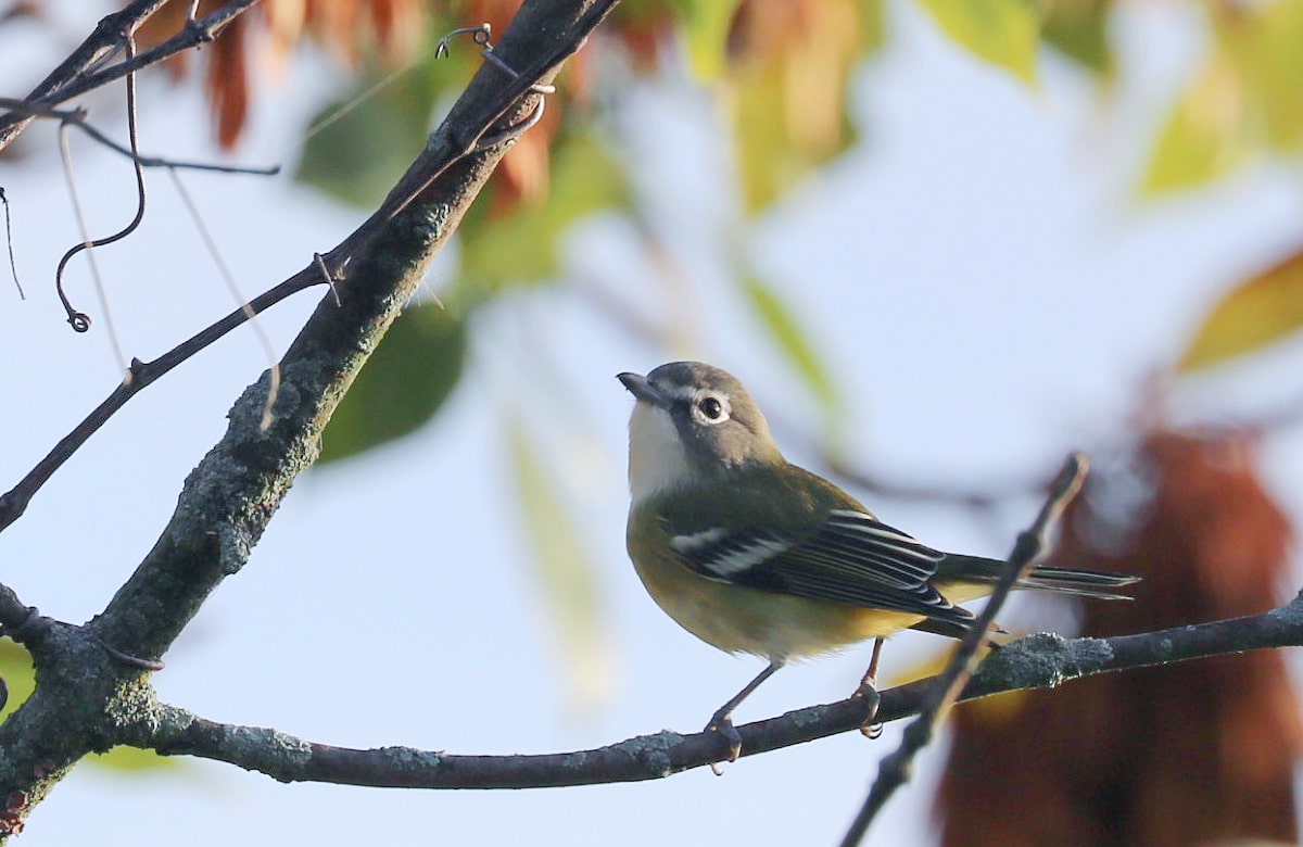 Small songbird with two white wingbars, blue head, white spectacles, and whitish-yellow breast pauses on the bare tree branch.