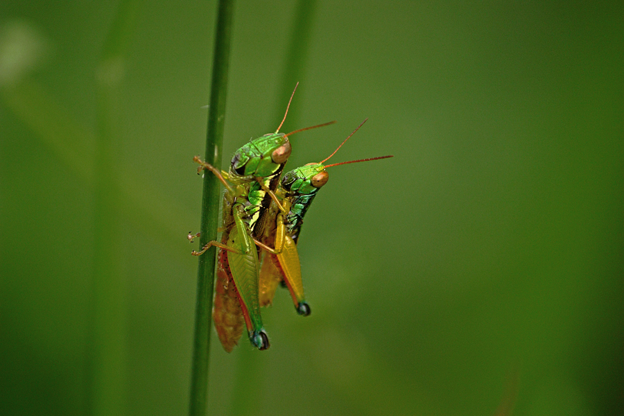 Contohnya, kumbang dalam famili coccinellidae yang memangsa aphid, serangga sisik, thrips, dan serangga pengisap tanaman lainnya yang dapat menyebabkan kerusakan hasil tanaman. Ini Fakta Unik Tentang Belalang Mongabay Co Id Mongabay Co Id