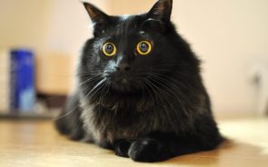 Wide Eyed Cat