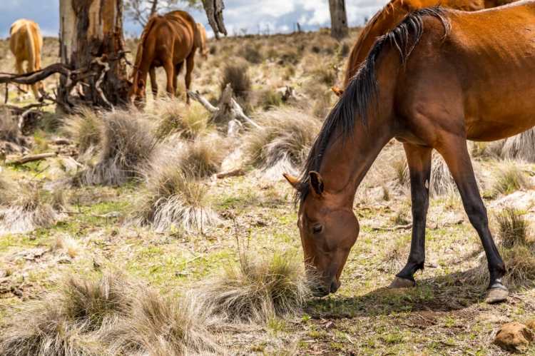 New South Wales National Parks Defending the Culling of Feral Horses