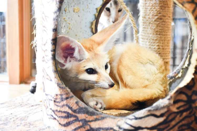 South Korea Implements Ban on Exotic Animal Cafes!